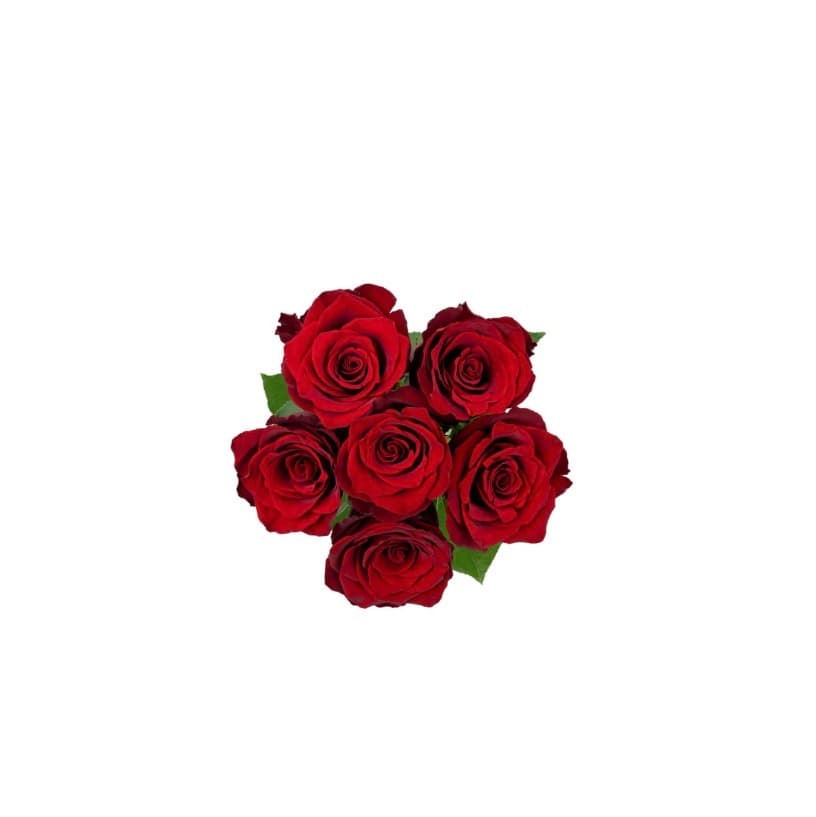 Fresh cut flower (USA/Canada)